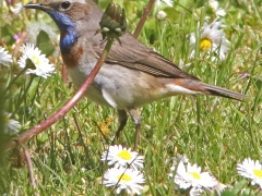 Blåhake, hane (Luscinia svecia, Bluethroat). Fyrträgården, Ottenby, Öl.