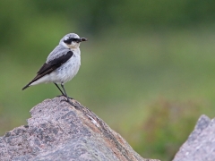 Stenskvätta, hane (Oenanthe oenanthe, Northern Weatear) Torhamns udde, Bl.