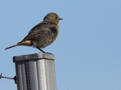 Svart rödstjärt (Phoenicurus ochruros, Black Redstart) Fellesons, Växjö, Sm.