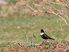 Ringtrast,hane (Turdus torquatus, Ring Ouzel) Växjö, Sm.