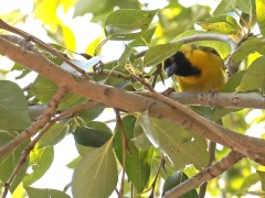 Southern Masked-Weaver (Ploceus velatus). Johannesburg.