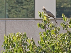 Vitryggig musfågel( Colius colius, White-backed Mousebird) Johannesburg.