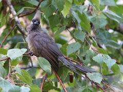 Vitkindad musfågel (Colius striatus, Speckled Mousebird) Johannesburg.