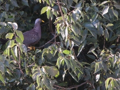 Olivduva (  Columba arquatrix, African Olive-Pigeon) Johannesburg.
