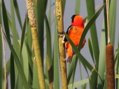 Southern Red Bishop (Euplectes orix) på rastplats på väg till Blyde River Canyon.