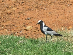 Smedvipa (Vanellus armatus, Blacksmith Lapwing).