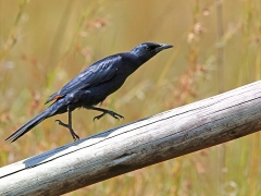 Rödvingad glansstare (Onychognathus morio, Red-winged  Starling) Blyde River Canyon.