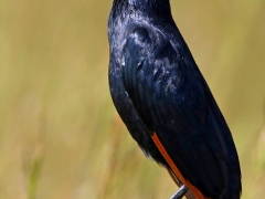 Rödvingad glansstare (Onychognathus morio, Red-winged  Starling) Blyde River Canyon.