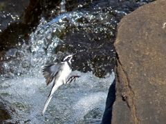 Brokärla (Motacilla aguimp, African Pied Wagtail).