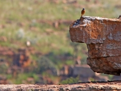 Cape Rock-Thrush (Monticola rupestris).