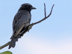 Klykstjärtad drongo (Dicrurus adsimilis, Fork-tailed Drongo).