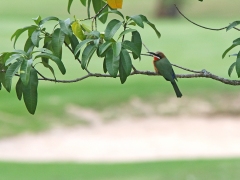 Vitpannad biätare (Merops bullockoides, White-fronted Bee-eeter).