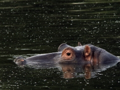 Flodhäst (Hippopotamus amphibius, Hippopotamus). Beskedligt utseende men ett Afrikas farligaste djur.