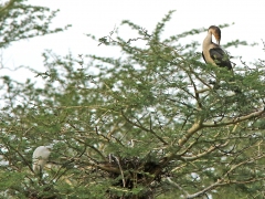 Vitbröstad skarv (Phalocrocorax lucidus, White-breasted Cormorant).