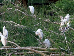 Kohäger (Bubulcusibis, Western Cattle Egret).