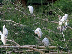 Kohäger (Bubulcusibis, Western Cattle Egret).