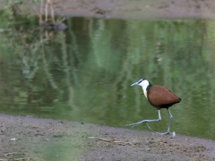 Afrikansk jakana (Actophilornis africanus, African Jacana).