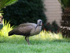 Hadadaibis (Bostrychia hagedash, Hadada Ibis) i hotellets trädgård i Johannesburg där vi gjorde första övernattningen. En hel del andra trevliga fåglar fanns att hitta mitt inne i storstadens parker och grönområden.