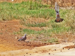 Guinea duva (Columba guinea, Speckled pigeon).