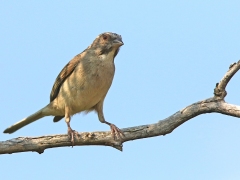 Vitbrynad siska (Crithagra gularis, Streaky-headed Seedeater).