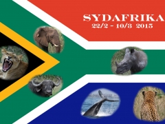 Sydafrikas flagga med "The Big Six". Förutom de fem stora viltdjuren leopard, lejon, elefant, noshörning, afrikansk buffel, inräknas ibland även val.  Samtliga av dessa imponerande djur hade jag turen  få med på bild och pryder nu flaggan. De oförglömliga resan ordnades av TEMARESOR och leddes av  vår entusiastiska och extremt kunniga reseledare Mona Haglund !