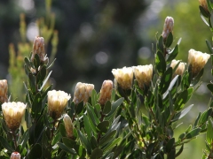 Kirstenbosch, Kapstaden, Sydafrika. . Cape Town.