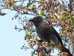 Kapbulbyl (Pycnonotus capensis, Cape Bulbul). Kirstenbosch National Botanical Garden. Cape Town.