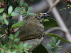 Kapbulbyl (Pycnonotus capensis, Cape Bulbul). Kirstenbosch National Botanical Garden. Cape Town.