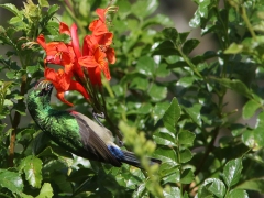 Kapsolfågel (Cinnyris chalybeus, Southern Double collared Sunbird) Kirstenbosch National Botanical Garden. Cape Town.