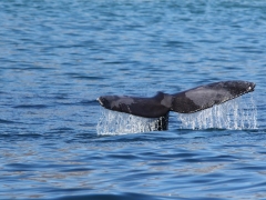 Sydkapare. (Eubalaena australis, Southern Right Whale). Cape Town.