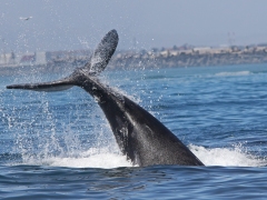 Sydkapare. (Eubalaena australis, Southern Right Whale).  Arten ska normalt inte finnas här i mars. Cape Town.