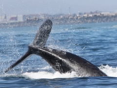 Sydkapare. (Eubalaena australis, Southern Right Whale). Cape Town.