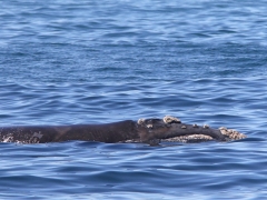 Sydkapare. (Eubalaena australis, Southern Right Whale). Cape Town.