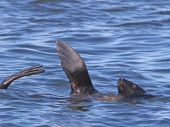 Cape Fur Seal. (Arctocephalus pusillus).  Cape Town.