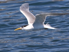 Tofstärna (Thallessus bergii, Greater  Crested Tern). Cape Town.