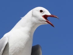 Kapmås (Croicocephalus hartlaubii, Hartlaub's Gull). Cape Town.