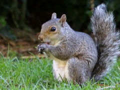 Ekorre ( Squirrel Carolinensis, introduced species). Kirstenbosch National Botanical Garden.