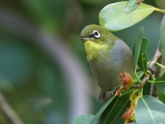 Kapglasögonfågel (Zosterops virens, Cape White-eye). Kirstenbosch National Botanical Garden.