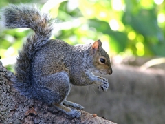 Ekorre ( Squirrel Carolinensis, introduced species). Kirstenbosch National Botanical Garden. Cape Town.
