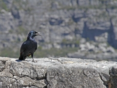 Rödvingad glansstare ((Onychognathus morio, Redwinged Starling) Kapstaden. Taffelberget.  Cape Town.