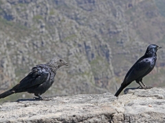 Rödvingad glansstare ((Onychognathus morio, Redwinged Starling) Kapstaden.