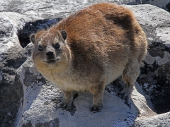 Klipphyrax (Procavia capensis, Rock Dassie. Table Mountain. Cape Town.