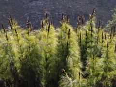 Kirstenbosch National Botanical Garden. Sydafrika, Cape Town.