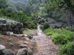 Kirstenbosch National Botanical Garden. Cape Town.