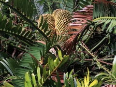 Kirstenbosch National Botanical Garden. Sydafrika, Cape Town.