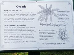 Kirstenbosch National Botanical Garden. Cape Town.