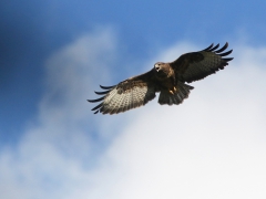 Ormvråk (Buteo buteo, Common Buzzard) Senoren, Ramdala, Bl.