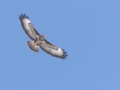 Ormvråk (Buteo buteo, Common Buzzard) Halland.