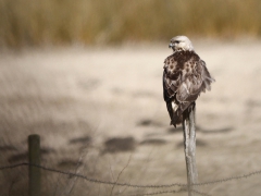 Fjällvråk (Buteo lagopus, Rough-legged Buzzard) Tosteberga, Sk.