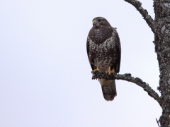 Ormvråk (Buteo buteo, Common Buzzard) Marklanda, Växjö, Sm.